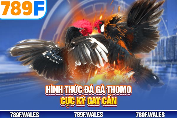 Hình thức đá gà Thomo cực kỳ gay cấn Hình thức đá gà Thomo cực kỳ gay cấn